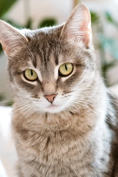 Sarı Gözlü Çizgili Gri Bir Kedi Evcil Bir Kedi Gri — Stok fotoğraf