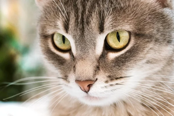 Gatto Grigio Strisce Con Gli Occhi Gialli Gatto Domestico Siede — Foto Stock