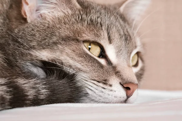 Egy Csíkos Szürke Macska Sárga Szemekkel Egy Házi Macska Ágyon — Stock Fotó