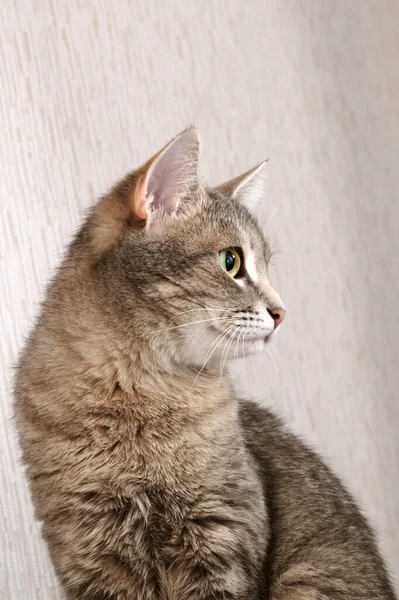 一只带条纹的灰猫 黄眼睛 沙发上有一只家猫的座位 家里的那只猫 兽医诊所 猫的图片 — 图库照片