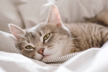 Yatağın üzerinde çizgili gri bir kedi yatıyordu. Evin içindeki kediyi diyorum. Veteriner klinikleri için görüntü, kedilerle ilgili siteler. Dünya Kedi Günü