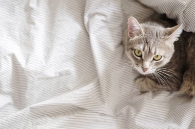 Yatağın üzerinde çizgili gri bir kedi yatıyordu. Evin içindeki kediyi diyorum. Veteriner klinikleri için görüntü, kedilerle ilgili siteler. Dünya Kedi Günü