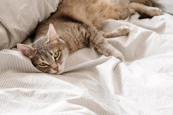 Chat Gris Rayé Domestique Gît Sur Lit Chat Intérieur Maison — Photo