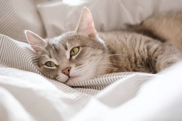 Yatağın Üzerinde Çizgili Gri Bir Kedi Yatıyordu Evin Içindeki Kediyi — Stok fotoğraf