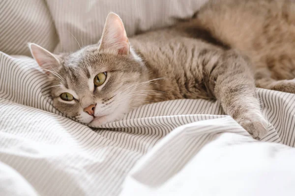 Μια Ημι Ριγέ Γκρι Γάτα Ξαπλωμένη Στο Κρεβάτι Γάτα Στο — Φωτογραφία Αρχείου