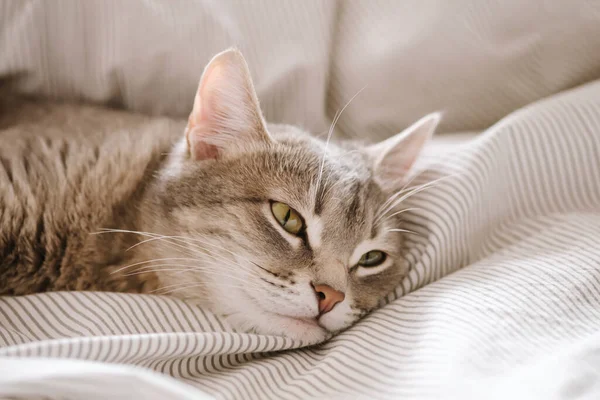 Yatağın Üzerinde Çizgili Gri Bir Kedi Yatıyordu Evin Içindeki Kediyi — Stok fotoğraf