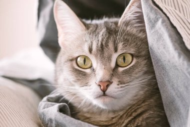 Evcil bir tekir kedi battaniyeye sarılmış bir şekilde yatağın üzerinde yatıyor. Evin içindeki kediyi diyorum. Veteriner klinikleri için görüntü, kedilerle ilgili siteler. Dünya Kedi Günü