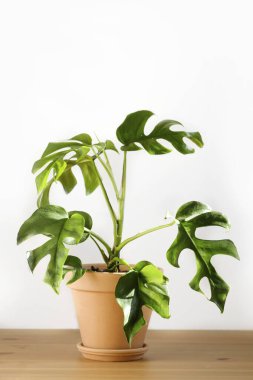 Canavar ya da Philodendron Minima beyaz bir arka planda, tahta bir masanın üzerinde duruyor. Minimalizm kavramı. Hipster İskandinav tarzı iç mekan. Ev bitkisi bakım konsepti