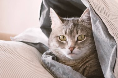 Evcil bir tekir kedi battaniyeye sarılmış bir şekilde yatağın üzerinde yatıyor. Evin içindeki kediyi diyorum. Veteriner klinikleri için görüntü, kedilerle ilgili siteler. Dünya Kedi Günü