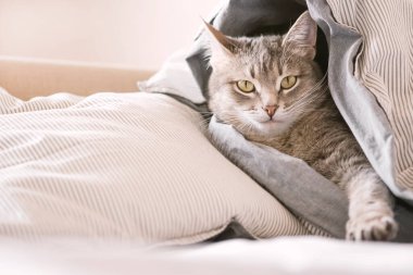 Evcil bir tekir kedi battaniyeye sarılmış bir şekilde yatağın üzerinde yatıyor. Evin içindeki kediyi diyorum. Veteriner klinikleri için görüntü, kedilerle ilgili siteler. Dünya Kedi Günü