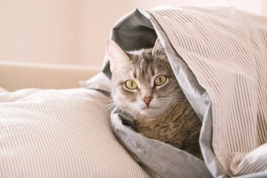 Evcil bir tekir kedi battaniyeye sarılmış bir şekilde yatağın üzerinde yatıyor. Evin içindeki kediyi diyorum. Veteriner klinikleri için görüntü, kedilerle ilgili siteler. Dünya Kedi Günü