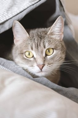 Evcil bir tekir kedi battaniyeye sarılmış bir şekilde yatağın üzerinde yatıyor. Evin içindeki kediyi diyorum. Veteriner klinikleri için görüntü, kedilerle ilgili siteler. Dünya Kedi Günü