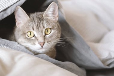 Evcil bir tekir kedi battaniyeye sarılmış bir şekilde yatağın üzerinde yatıyor. Evin içindeki kediyi diyorum. Veteriner klinikleri için görüntü, kedilerle ilgili siteler. Dünya Kedi Günü