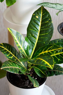 Çiçek saksısındaki Croton ya da Codiaeum arka planda duruyor. Ev bitkileri bakım konsepti. Modern asgari yaratıcı ev dekorasyonu konsepti, bahçe odası