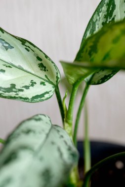 Aglaonema bitkisinin yakın çekim yaprakları. Ev bitkileri bakım konsepti. Modern asgari yaratıcı ev dekorasyonu konsepti, bahçe odası