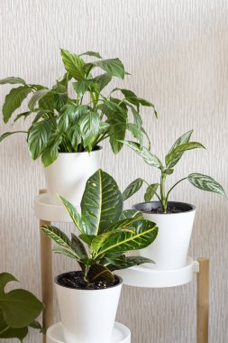 Beyaz saksılarda bulunan Croton ya da Kodiaeum, Spatthiphyllum ve Aglaonema bitkilerinin üç çeşidi hafif bir arkaplandadır. Şık şehir ormanı iç mimarisi. Ev bitkisi bakım konsepti