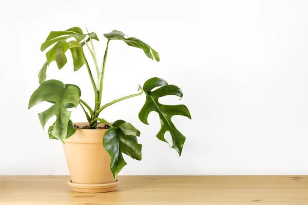 Monstera Minima Rhaphidophora Tetrasperma Πήλινο Σκεύος Στέκεται Πάνω Ξύλινο Τραπέζι — Φωτογραφία Αρχείου