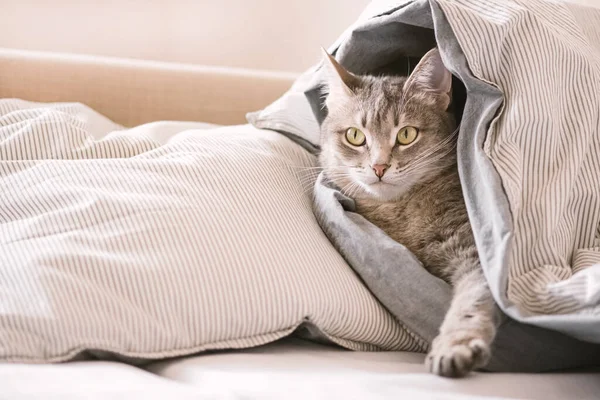 Μια Σπιτική Γκρι Γάτα Ξαπλωμένη Στο Κρεβάτι Τυλιγμένη Κουβέρτα Γάτα — Φωτογραφία Αρχείου