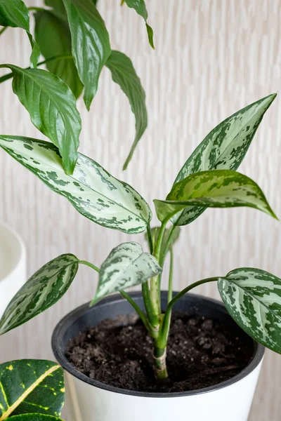 Hojas Cerca Planta Aglaonema Inicio Plantas Concepto Cuidado Moderno Concepto — Foto de Stock