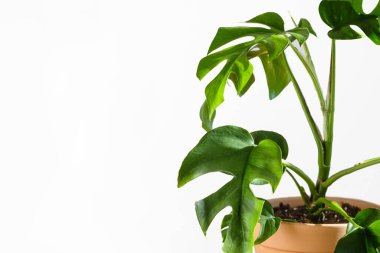 Kil bir terracotta saksısında beyaz bir arka planda tahta bir masanın üzerinde duran canavar ya da Philodendron Minima (Rhaphidophora tetrasperma). Minimalizm kavramı. Ev bitkisi bakım konsepti