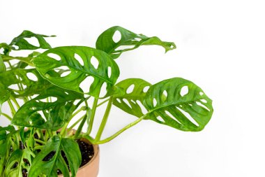 Monstera Monkey Mask veya obqua veya Adansonii kil bir terasotta saksısında beyaz bir arka planda durur. Minimalizm kavramı. Ev bitkisi bakım konsepti