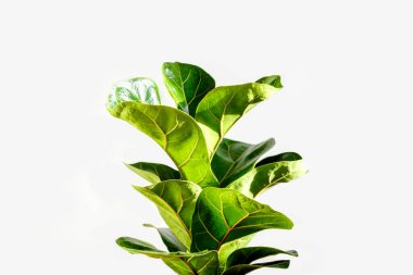 Beyaz arka planda Ficus Lyrata. Minimalizm kavramı. Ev bitkisi bakım konsepti