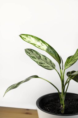 Aglaonema bitkisi beyaz arka planda beyaz bir tencerede. Ev bitkileri bakım konsepti. Modern asgari yaratıcı ev dekorasyonu konsepti, bahçe odası