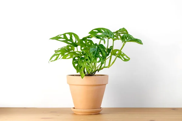 Monstera Monkey Mask veya obqua veya Adansonii kil bir terracotta saksısında beyaz bir arka planda tahta bir masanın üzerinde duruyor. Minimalizm kavramı. Ev bitkisi bakım konsepti