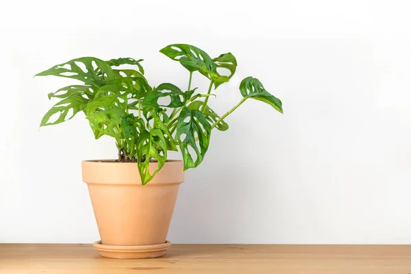 Monstera Máscara Macaco Obliqua Adansonii Vaso Flor Terracota Barro Fica — Fotografia de Stock