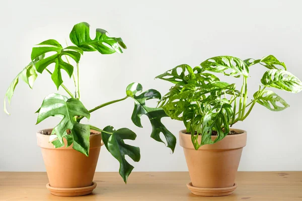 Monstera Monkey Mask Und Monstera Minima Tonterrakottatöpfen Stehen Auf Einem — Stockfoto