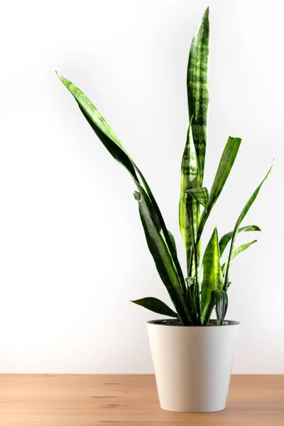 Sansevieria Witte Bloempot Staat Een Witte Achtergrond Huis Tuin Tuinieren — Stockfoto