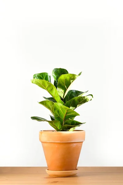 Ficus Lyrata Clay Terracotta Flower Pot Stands Wooden Table White — Stock Photo, Image