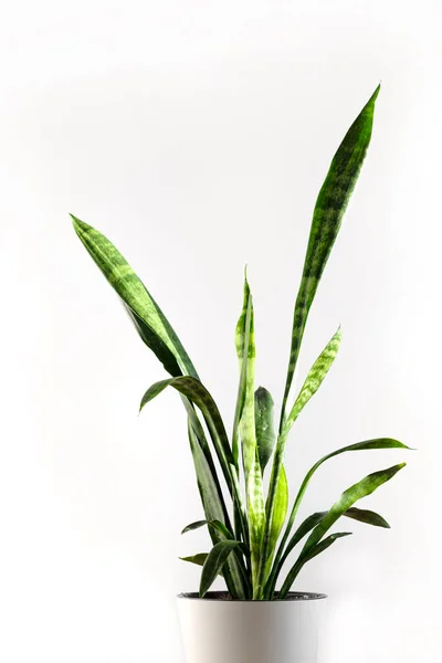 Sansevieria Λευκό Γλάστρα Στέκεται Λευκό Φόντο Σπίτι Και Κήπος Κηπουρική — Φωτογραφία Αρχείου