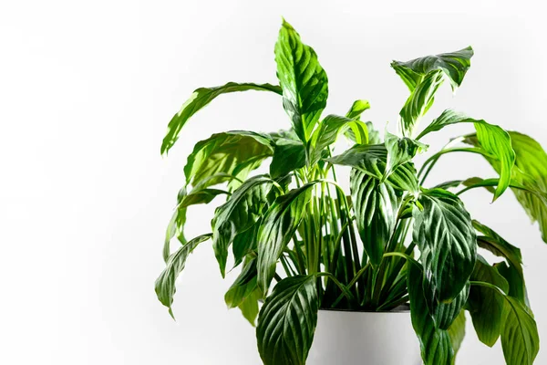 Pabrik Spathiphyllum Dalam Pot Putih Dengan Latar Belakang Putih Konsep — Stok Foto