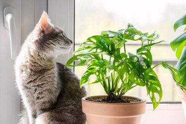 Gri çizgili evcil kedi Monstera yakınlarındaki bir pencerede oturuyor. Veteriner klinikleri, kediler ve kedi maması siteleri için görüntü.