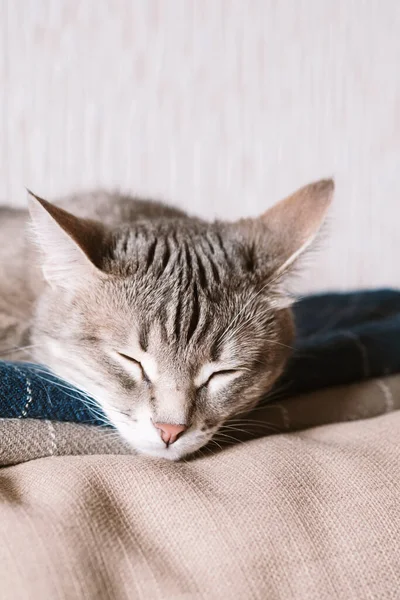 Μια Ημι Ριγέ Γκρι Γάτα Κοιμάται Στο Κρεβάτι Γάτα Στο — Φωτογραφία Αρχείου