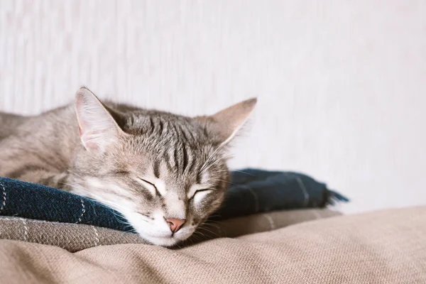 Domestic Striped Gray Cat Sleep Bed Cat Home Interior Image — Stock Photo, Image