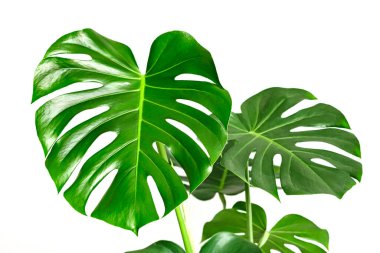 Beyaz arka planda Monstera Deliciosa ya da İsviçre peyniri bitkisi. Şık ve minimalist şehir içi ormanı. Boş beyaz duvar ve kopyalama alanı