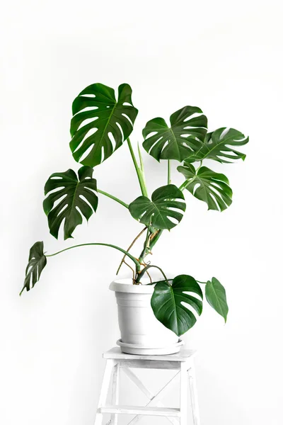 Monstera Deliciosa Planta Queijo Suíço Vaso Flores Brancas Fica Pedestal — Fotografia de Stock