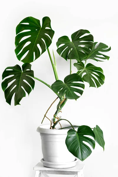 Monstera Deliciosa Planta Queijo Suíço Vaso Flores Brancas Fica Pedestal — Fotografia de Stock