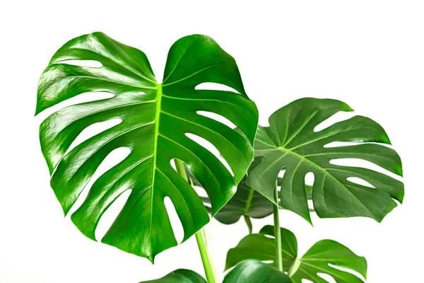 Monstera Deliciosa Planta Queso Suizo Sobre Fondo Blanco Elegante Minimalista — Foto de Stock