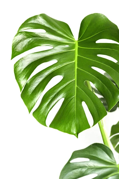 Monstera Deliciosa Planta Queso Suizo Sobre Fondo Blanco Elegante Minimalista — Foto de Stock