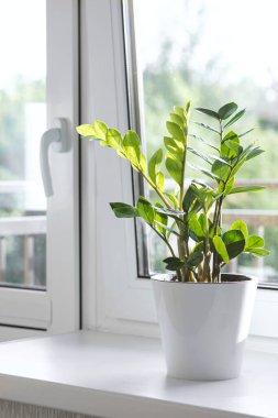 Zamioculcas Zamiifolia ya da ZZ Bitkisi beyaz çiçek saksısında pencere eşiğinde duruyor. Ev bitkileri bakım konsepti. Modern bir İskandinav tarzı daire.