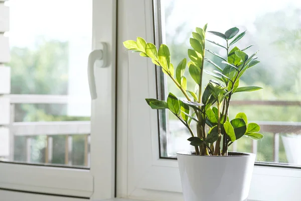 Zamioculcas Zamiifolia Atau Plant Dalam Pot Bunga Putih Berdiri Jendela — Stok Foto