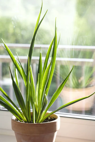 Sansevieria Parva Kenya Hyacinth Dalam Pot Bunga Terakota Tanah Liat — Stok Foto