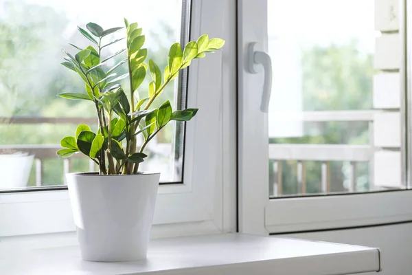Zamioculcas Zamiifolia ya da ZZ Bitkisi beyaz çiçek saksısında pencere eşiğinde duruyor. Ev bitkileri bakım konsepti. Modern bir İskandinav tarzı daire.