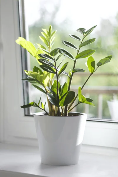 Zamioculcas Zamiifolia Atau Plant Dalam Pot Bunga Putih Berdiri Jendela — Stok Foto