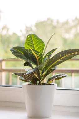 Croton or Codiaeum in a white flower pot stands on the windowsill. Home plants care concept.	