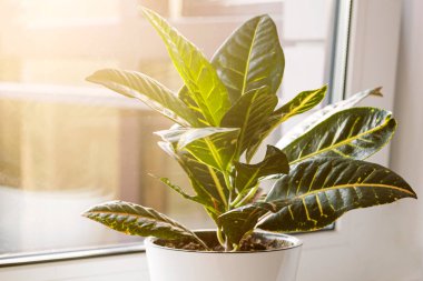Croton or Codiaeum in a white flower pot stands on the windowsill. Home plants care concept.	