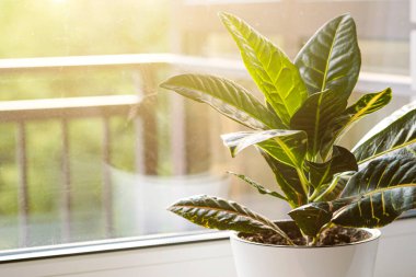 Croton or Codiaeum in a white flower pot stands on the windowsill. Home plants care concept.	